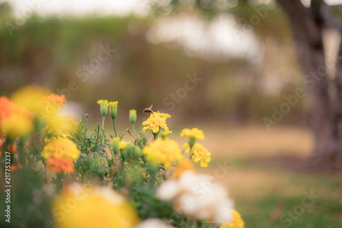 Fototapeta Naklejka Na Ścianę i Meble -  A sole bee pollinating flowers on a beautiful summer day