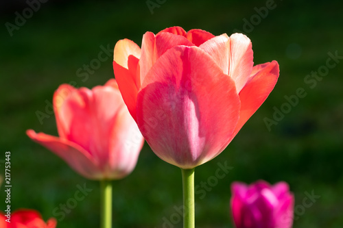 Red tulips against green background