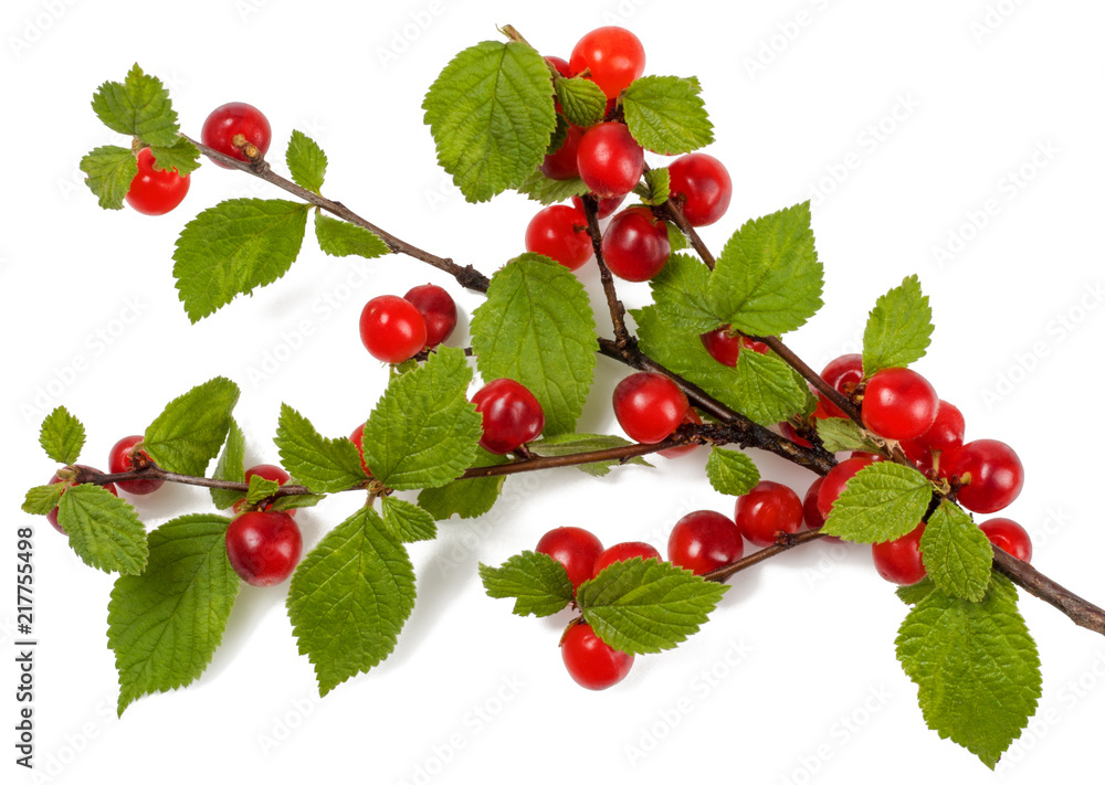 Fototapeta premium Branch felt cherry isolated on white
