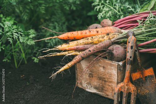 Organic vegetables. Carrots and beets in a wooden box in the garden. Harvest.