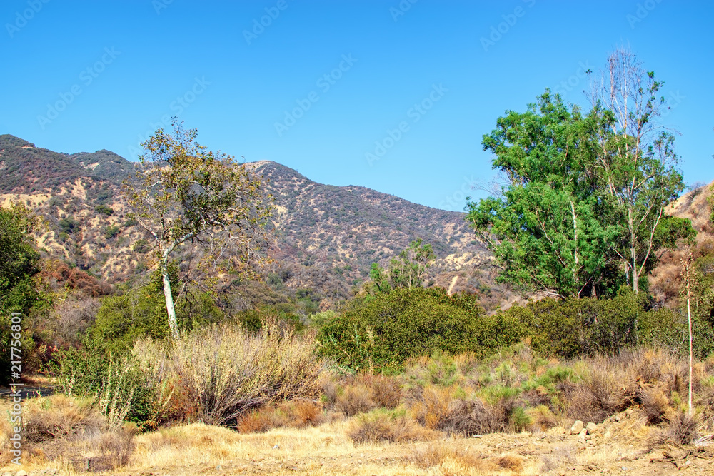 Dry summer brush and trees in Southern California mountains near areas of recent forest fires