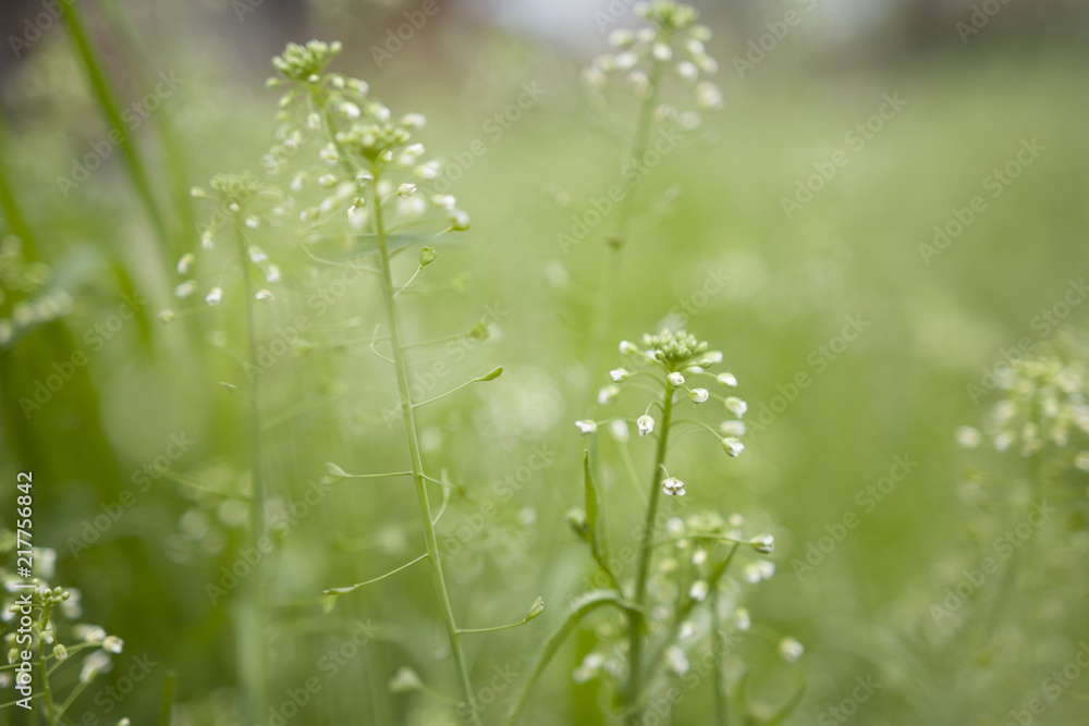 Fototapeta premium Dreamy grass :)