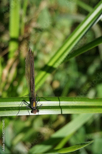 Gebänderte Prachtlibelle, Calopteryx splendens