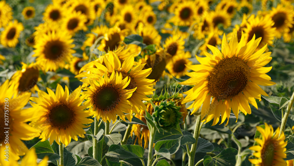 Field of sunflowers. Summer landscape. Sunflower harvest. Bright Flowers. Summer background