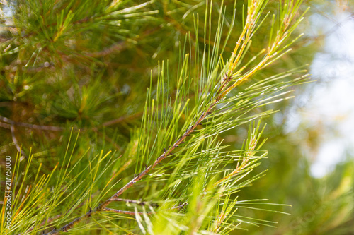 Branch of a coniferous tree
