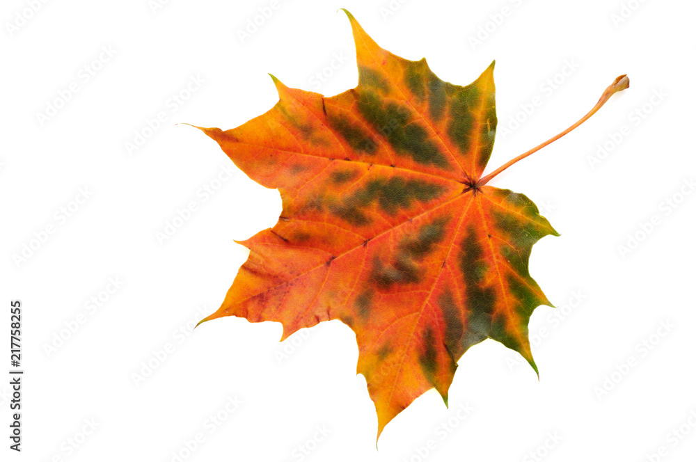 Maple leaf in autumn colors. Isolated on white background. Maple leaf in autumn colors. Isolated on white background.