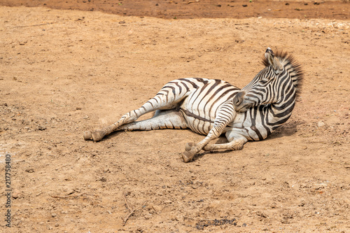 A female foal or baby zebra is lying on the sand in the zoo