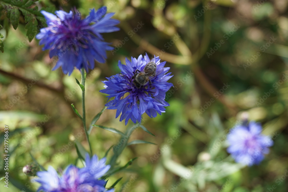 Fototapeta premium Kornblume, Biene