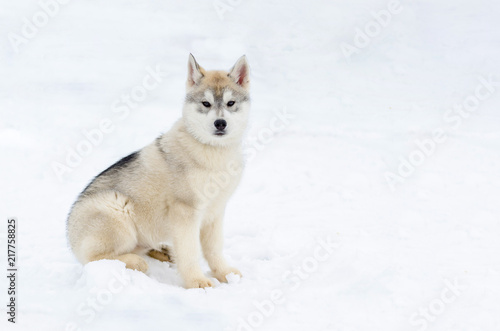 Puppy of sled dog Siberian Husky breed. Husky dog has beige and black fur color. Snowy white background. photo