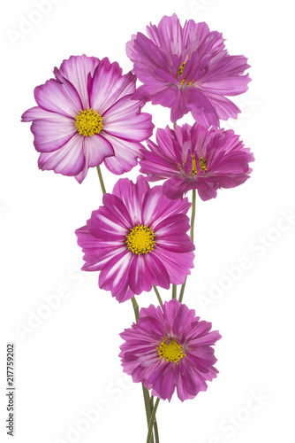 Fototapeta Naklejka Na Ścianę i Meble -  cosmos flower isolated