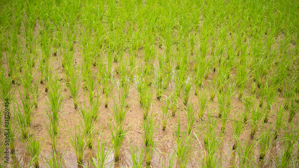 Young rice are growing in the paddy field. Young rice are growing in the paddy field.