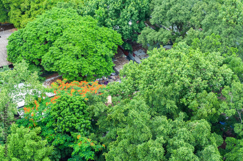 Bird eye view, green park with big green trees and red flowers in Thailand.