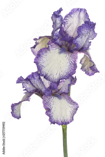 Fototapeta Naklejka Na Ścianę i Meble -  iris flower isolated