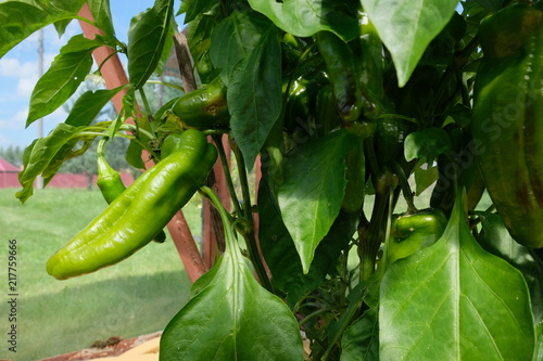 peppers in a greenhouse