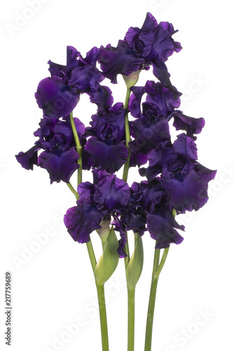Fototapeta Naklejka Na Ścianę i Meble -  iris flower isolated