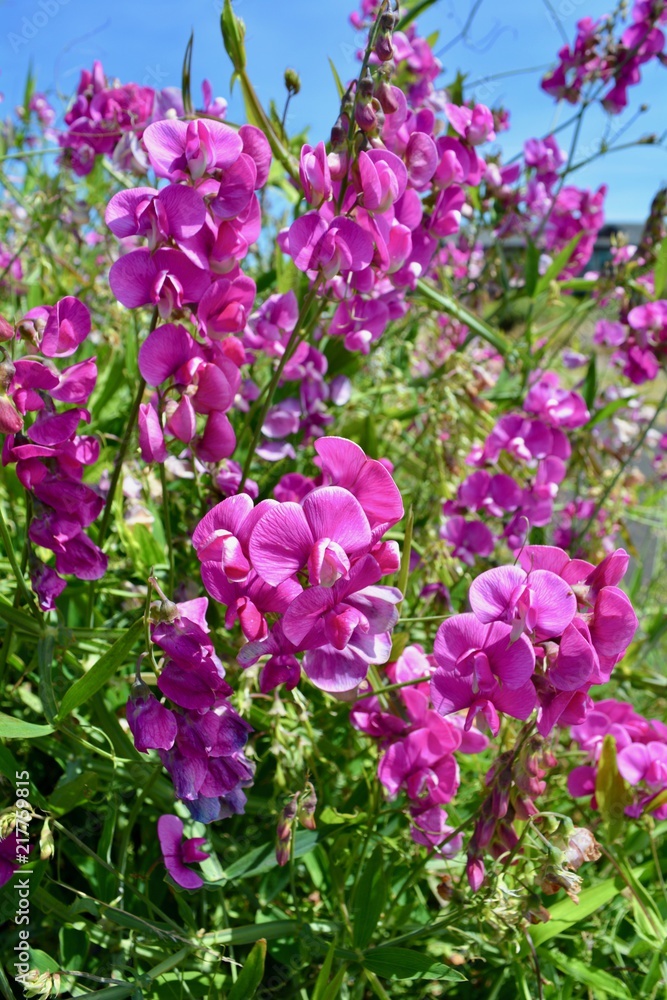 Obraz premium Sweet Pea Flowers Purple Pink Fuchsia Flower Blossom Bloom