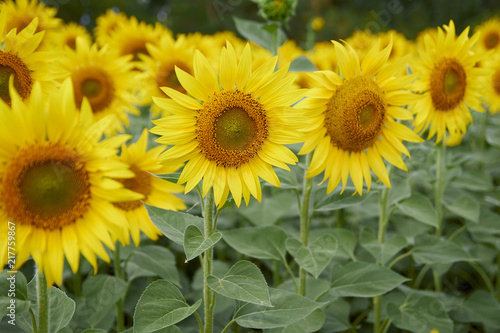 Fototapeta Naklejka Na Ścianę i Meble -  yellow sunflower in the field, soft light