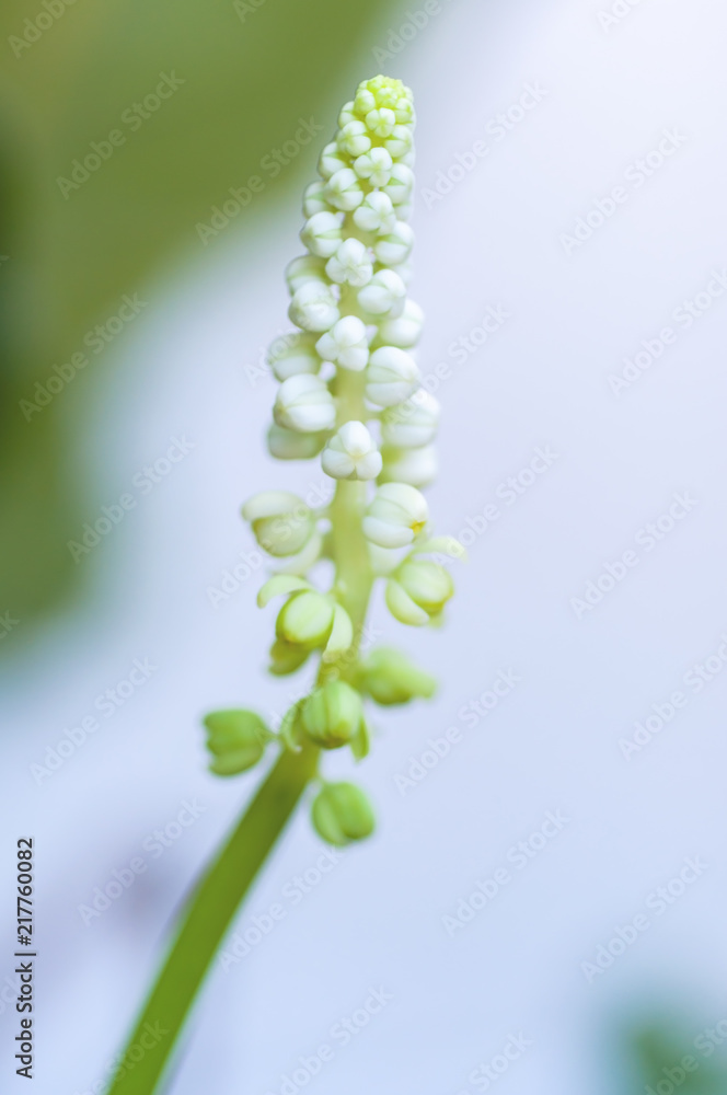 Close up white flower of green plants Close up white flower of green plants