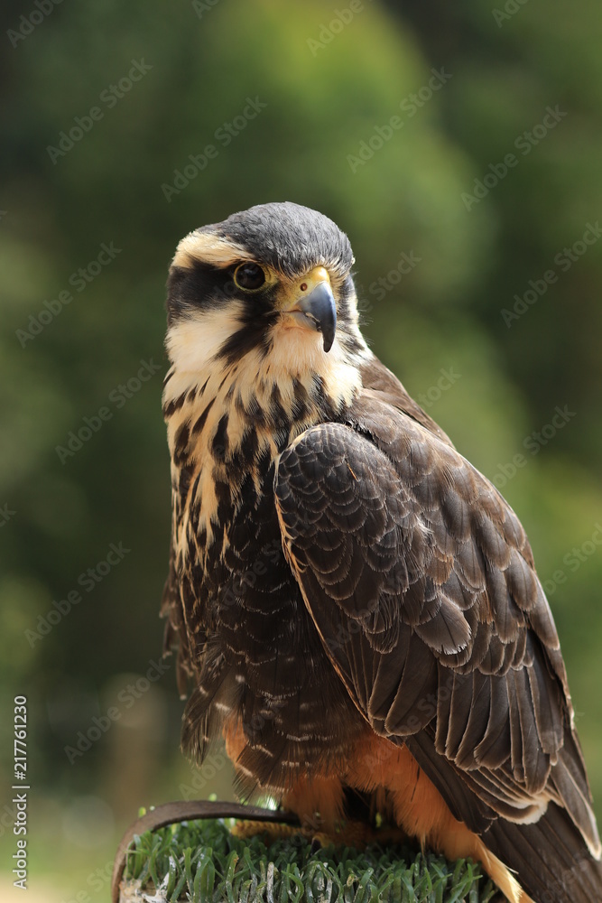 Obraz premium Falcão