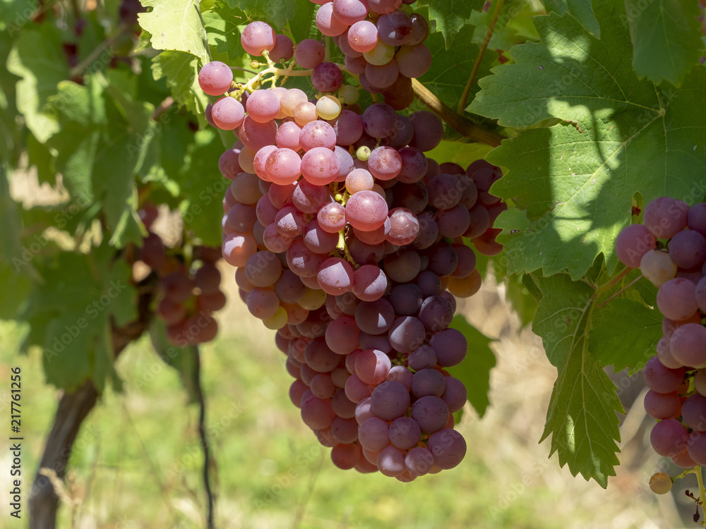 Vitis. Les vignes