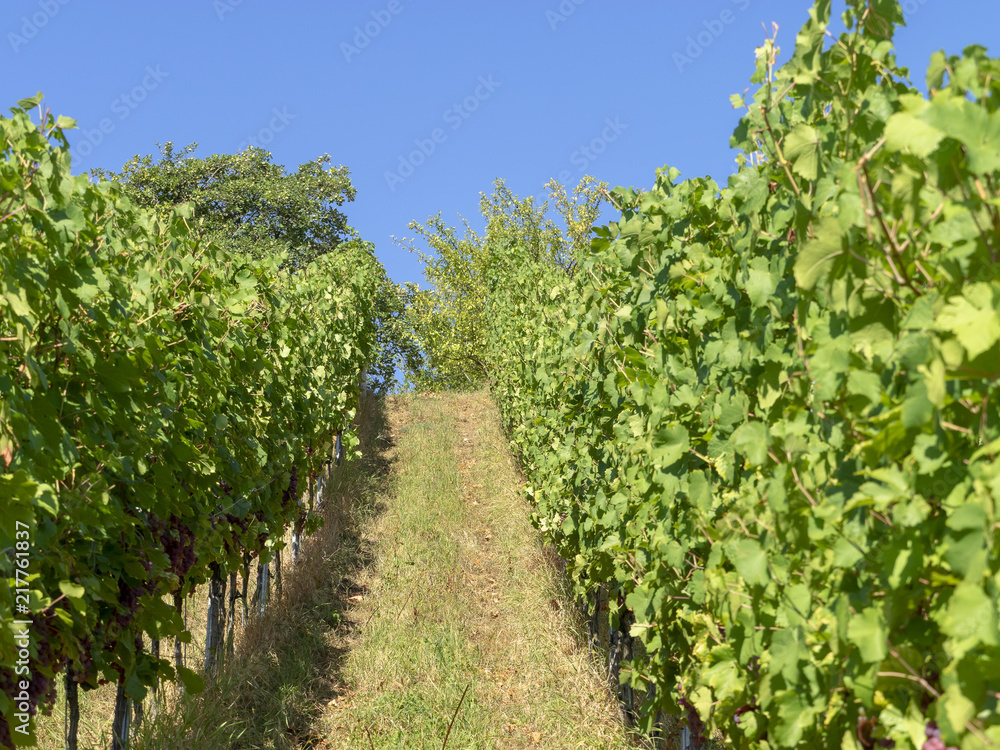 Vitis. Les vignes Vitis. Les vignes
