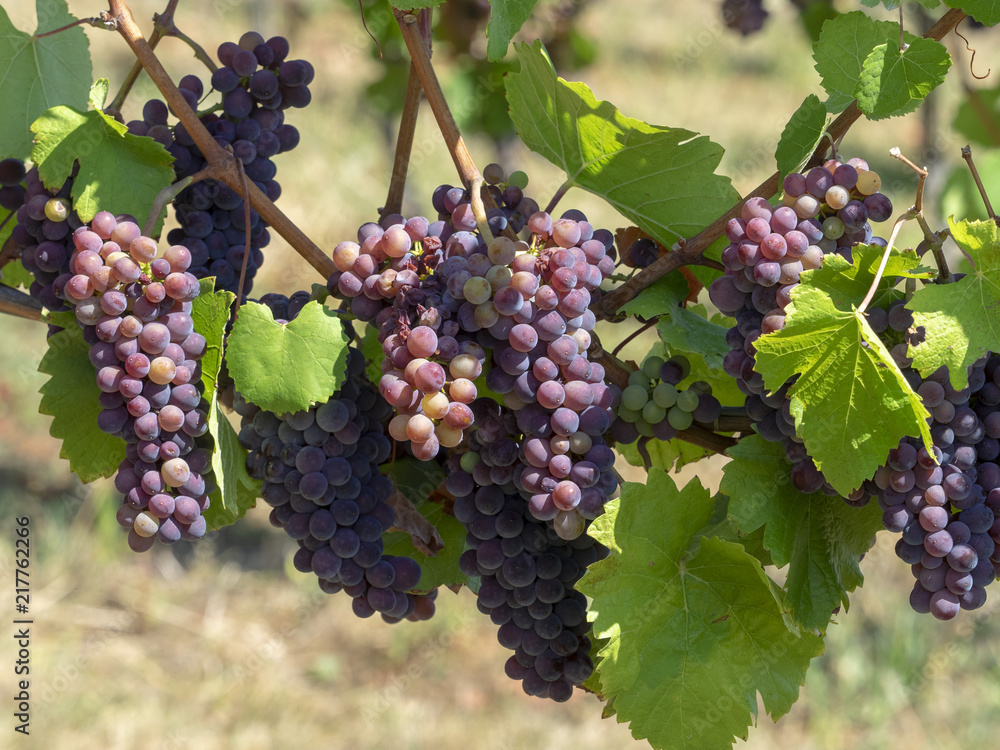 Vitis. Les Vignes Vitis. Les Vignes
