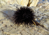 The sea urchin