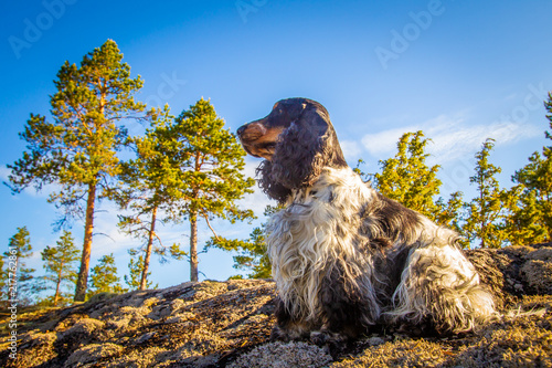 The dog is on the hunt. The...