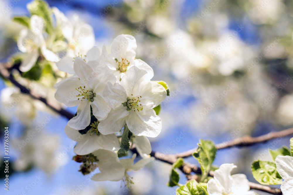 Beautiful spring blooming Apple orchard, snow-white flowers. Apple tree blooms against the blue sky. Beautiful spring blooming Apple orchard, snow-white flowers. Apple tree blooms against the blue sky.