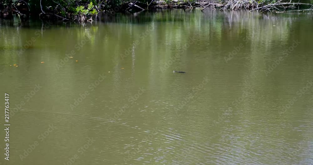 greynp turtle swim2 greynp turtle swim2