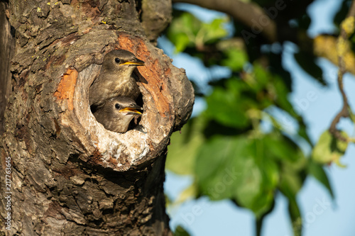 Common starling, Sturnus vulgaris