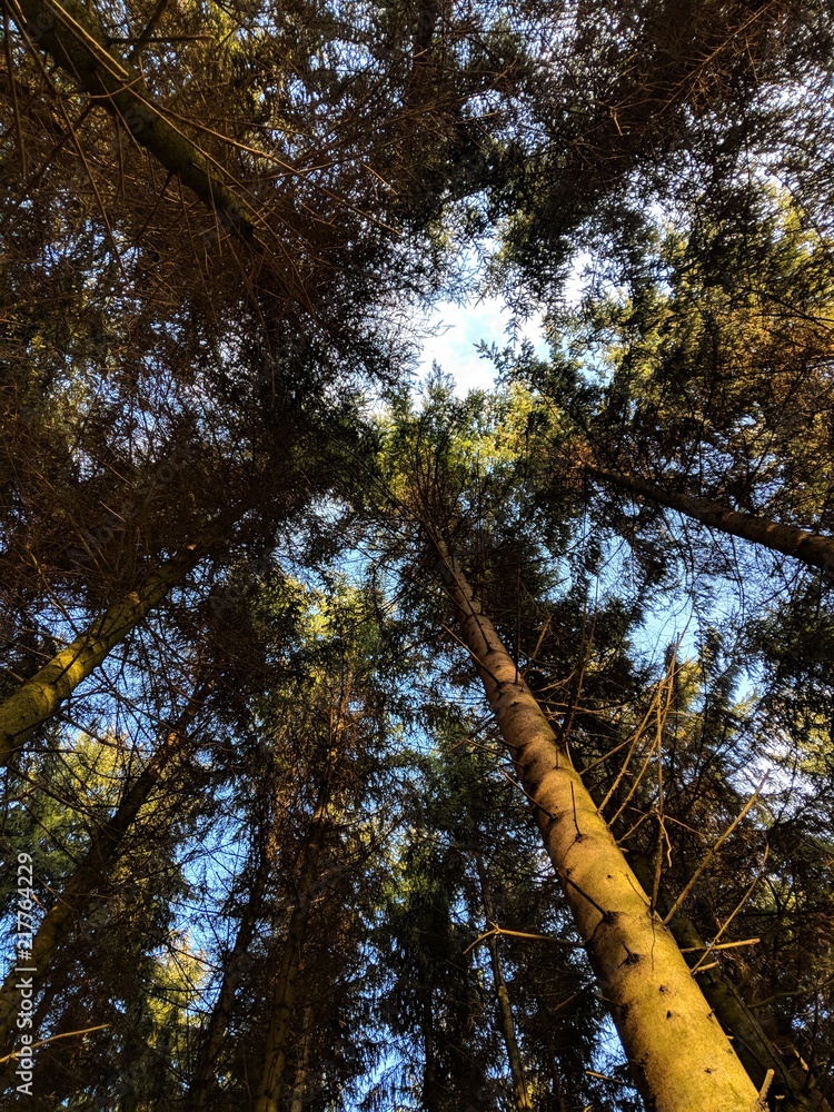Fototapeta premium Wald