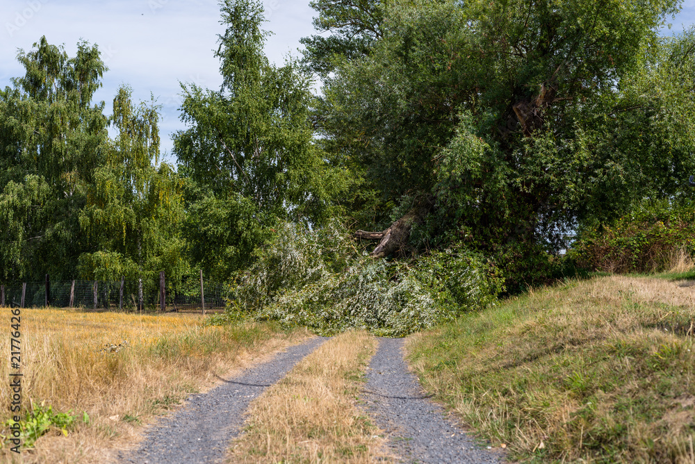A fallen tree from a strong wind lying on a dirt road in a field in western Germany.