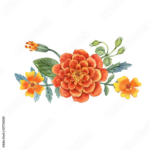 marigold flowers watercolor hand drawn bright orange marigold flowers. Botanical illustration, floral element. Can be used as print, postcard, invitation, greeting card, packaging design, textile. photo