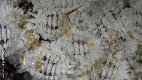 The citrus mealybug, Planococcus citri. Female mealy bugs are wingless, whitish scale-like insects, males are smaller and winged. photo