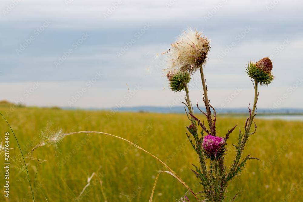 Thistle thorns on meadow. Summer background with copy space