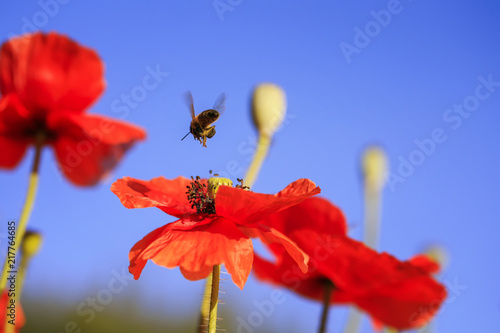 summer landscape with little bee flying and collecting nectar with red beauti...