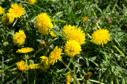 Blooming dandelion flowers on a springtime