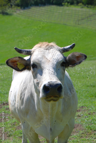 Fototapeta Naklejka Na Ścianę i Meble -  Cows grazing