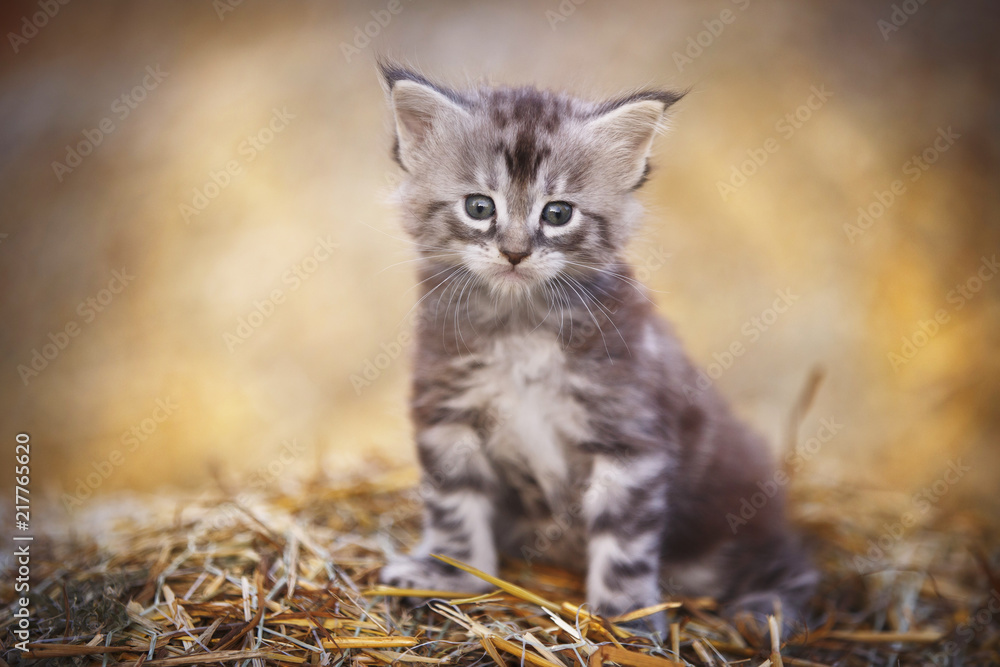 gray fluffy kitten Outdoor summer gray fluffy kitten Outdoor summer