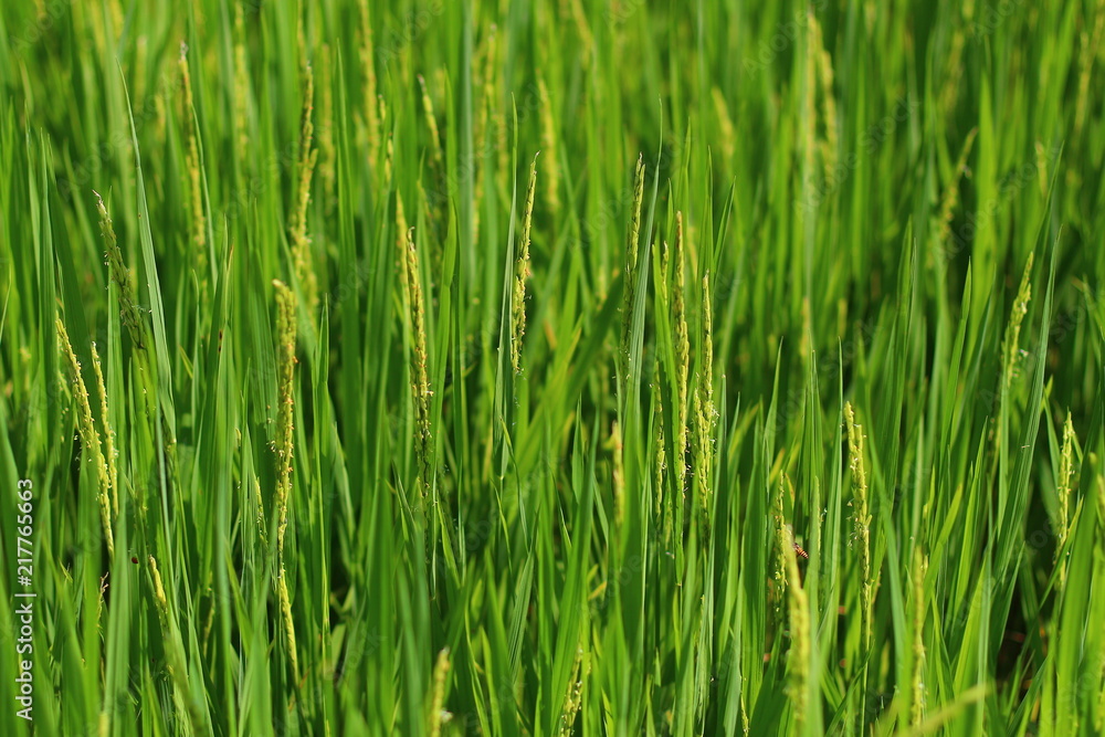 Young ear of rice in close up