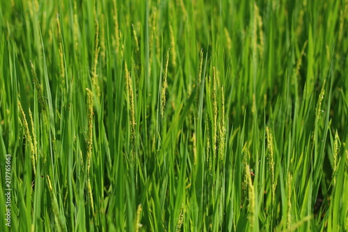 Young ear of rice in close up