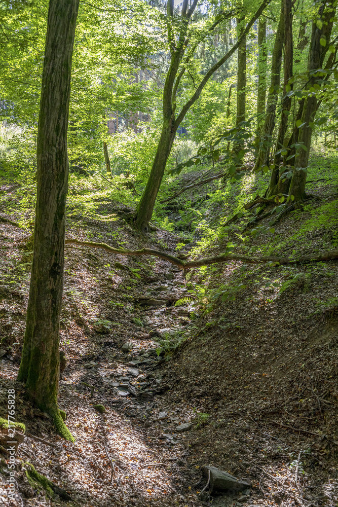 wild tiefenbach trail in the forest of sankt Wendel wild tiefenbach trail in the forest of sankt Wendel