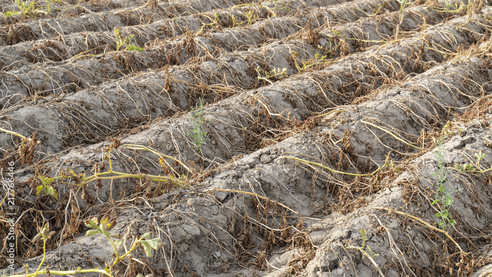 Ackerbau in Deutschland. Im heißen Sommer vernichtet die Trockenheit die  angebauten Pflanzen. Die Pflanzen liegen vertrocknet in den Reihen auf dem  ausgetrockneten, krustigen Erdboden. – Stock-Foto | Adobe Stock