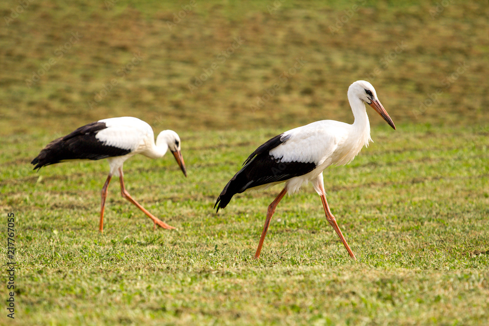 White storks in the green meadow White storks in the green meadow