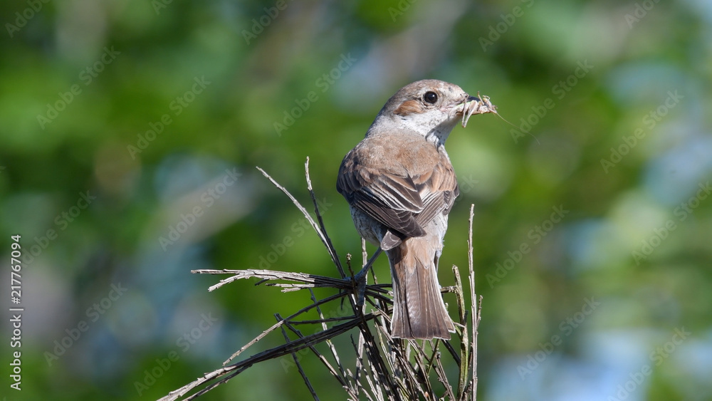 Naklejka premium Neuntöter