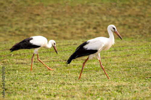 White storks in the green meadow