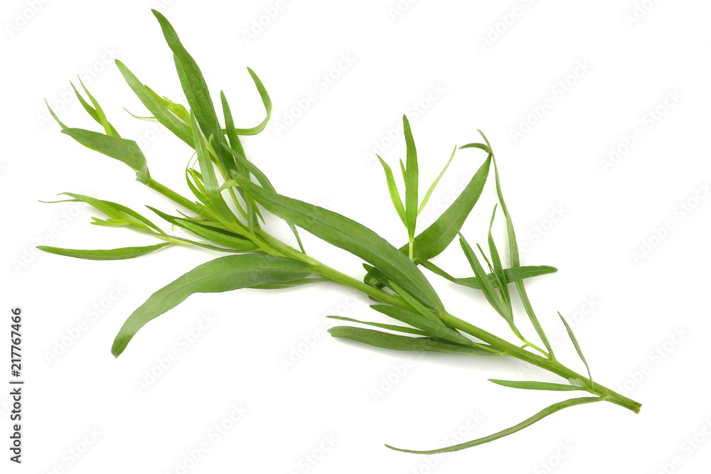 Tarragon leaves ( Artemisia dracunculus ) isolated on white background