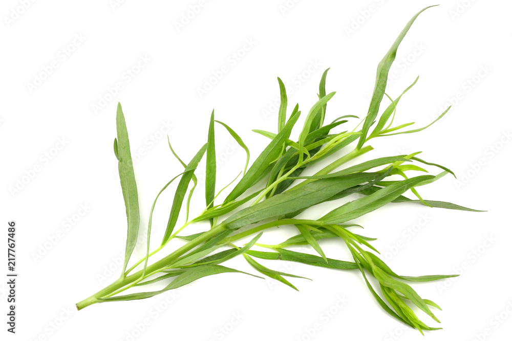 Tarragon leaves ( Artemisia dracunculus ) isolated on white background Tarragon leaves ( Artemisia dracunculus ) isolated on white background