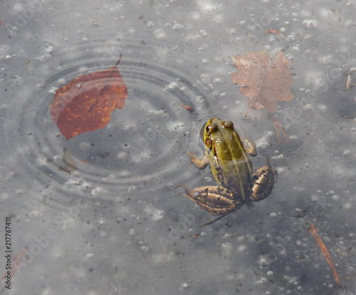 anomalia pogodowa, żaba wystająca z lodu w otoczeniu liści